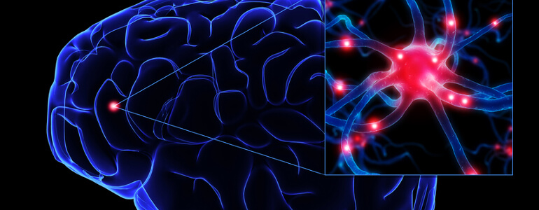 Gehirn nervenzelle small - Knochenstoffwechsel und Mineralienstoffwechsel
